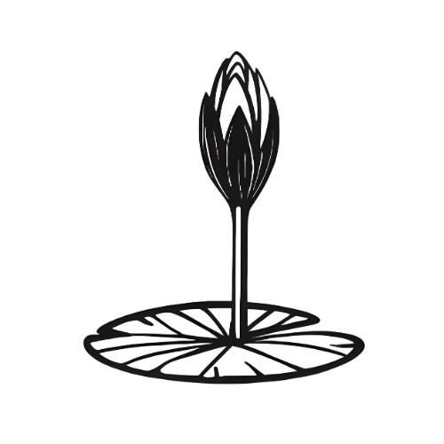 শাপলা কলি